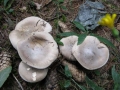 Composizione (R. Formica)